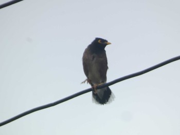 Common Myna Ishigaki Island Sat, 5/4/2024