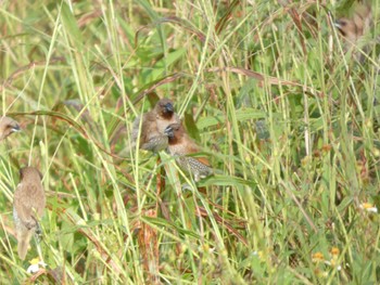 Scaly-breasted Munia Ishigaki Island Sat, 5/4/2024