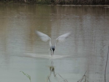 Whiskered Tern Ishigaki Island Sat, 5/4/2024