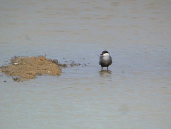 Whiskered Tern Ishigaki Island Sat, 5/4/2024