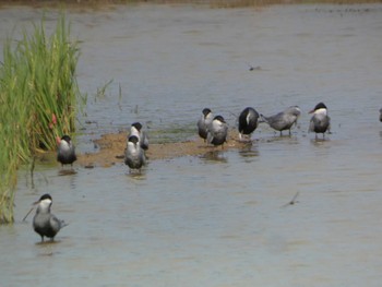 Whiskered Tern Ishigaki Island Sat, 5/4/2024