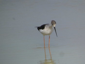 Black-winged Stilt Ishigaki Island Sat, 5/4/2024