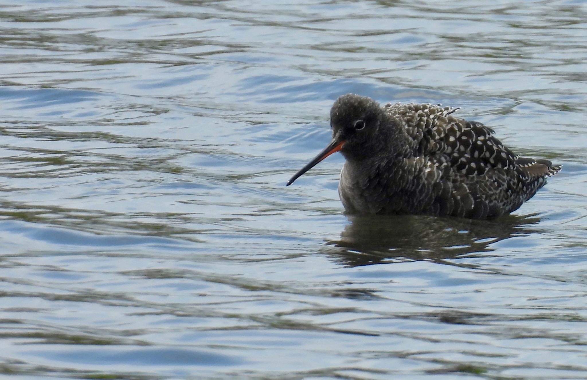 Spotted Redshank