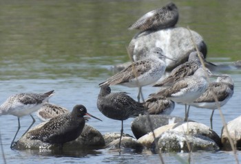 Thu, 5/2/2024 Birding report at 三重県