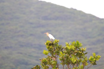 Mon, 4/29/2024 Birding report at 伊平屋島