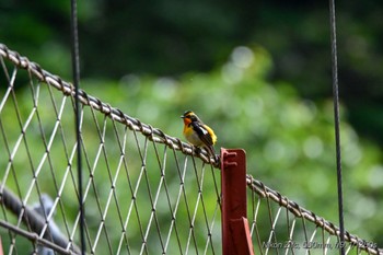 キビタキ 駿河平自然公園 2024年5月2日(木)