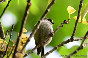 エナガ 駿河平自然公園 2024年5月2日(木)