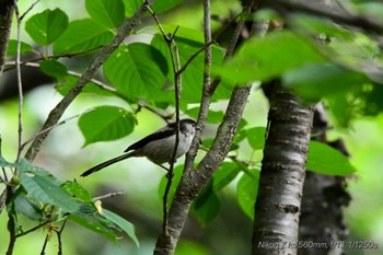 エナガ 駿河平自然公園 2024年5月2日(木)