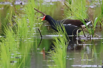 Common Moorhen 浮島ヶ原自然公園 Thu, 5/9/2024