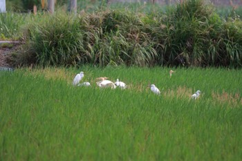 2024年4月30日(火) 伊平屋島の野鳥観察記録