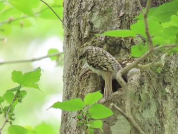 Eurasian Treecreeper 荒沢湿原 Mon, 5/6/2024