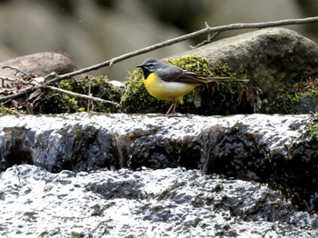 Grey Wagtail Nishioka Park Wed, 5/1/2024