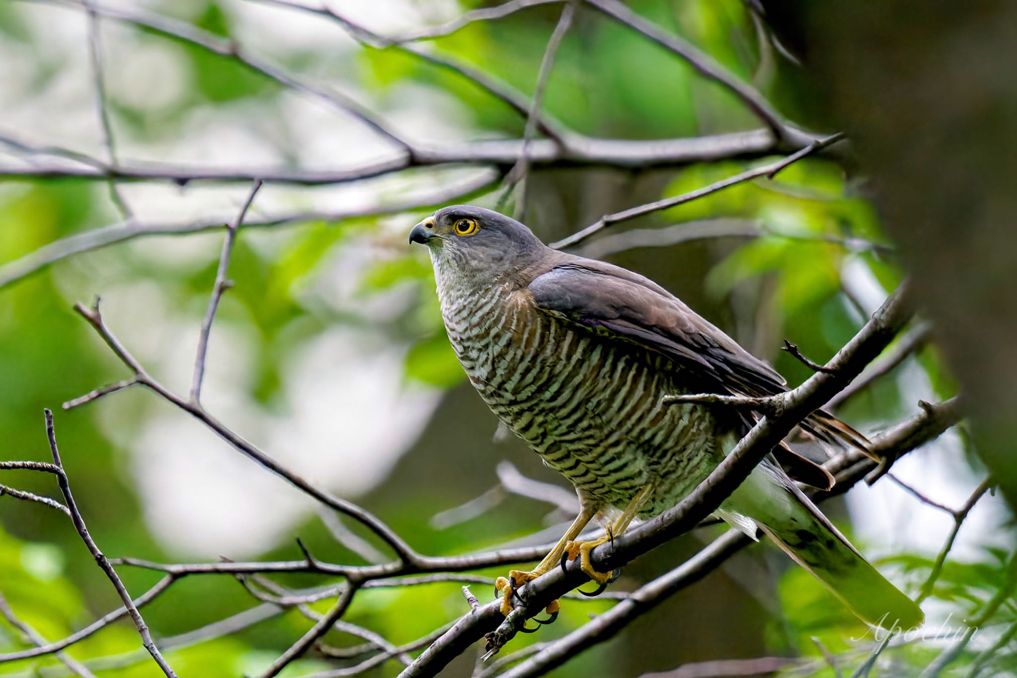 Japanese Sparrowhawk