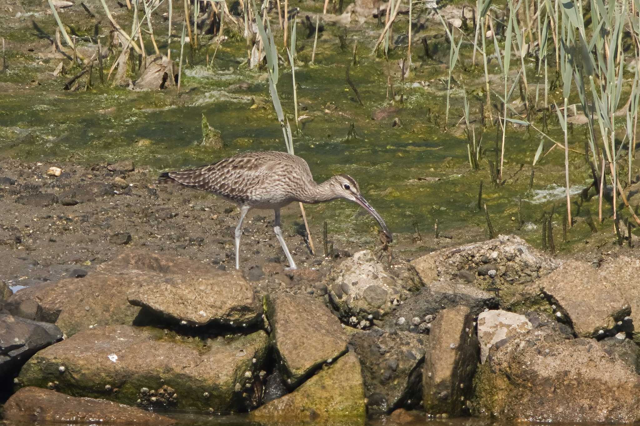 Photo of Eurasian Whimbrel at Osaka Nanko Bird Sanctuary by アカウント15049