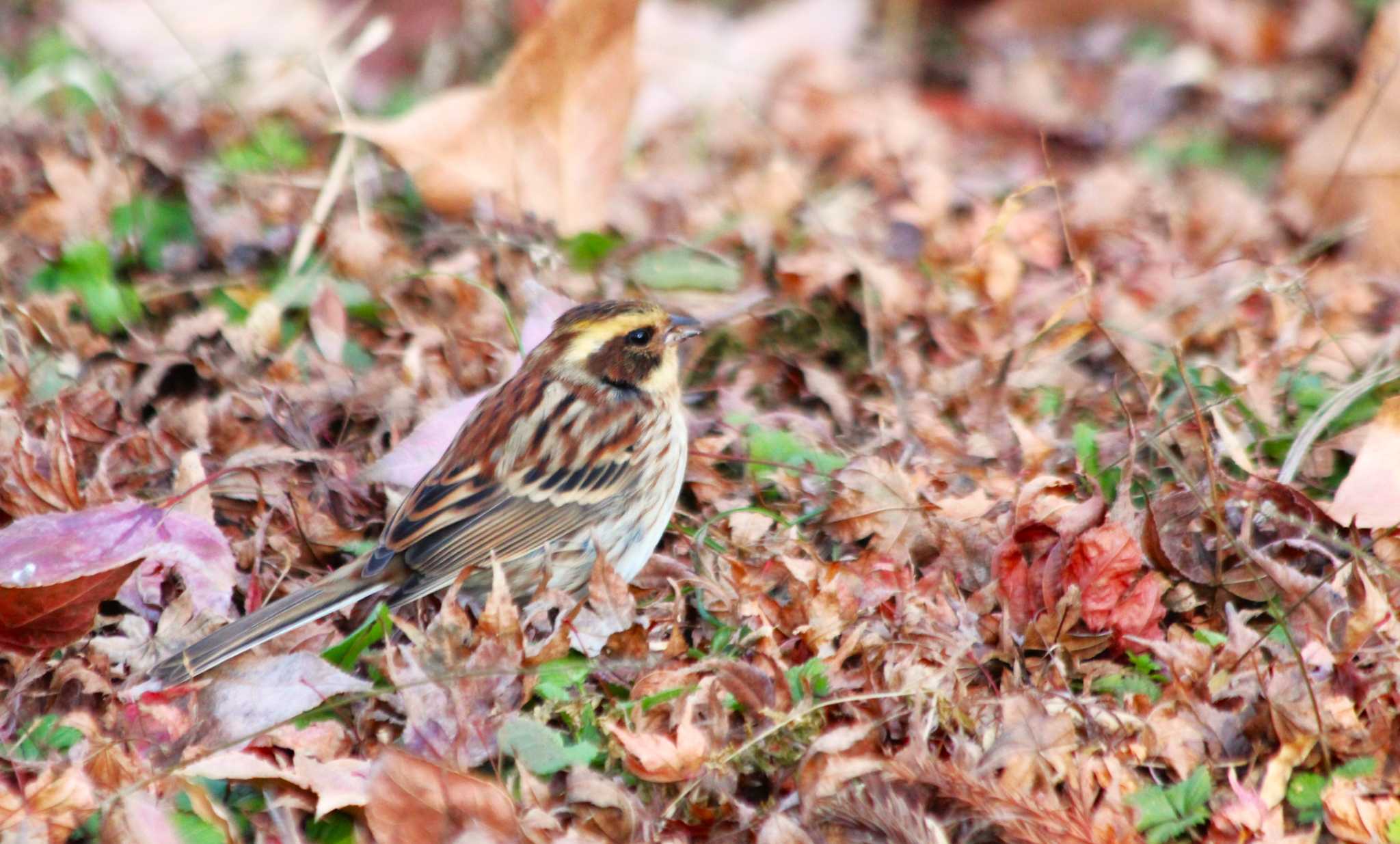 Photo of Yellow-throated Bunting at 京都府立植物園 by ゆかゆ