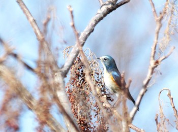 Red-flanked Bluetail 摂津峡 Unknown Date