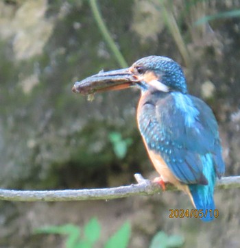 カワセミ 都内公園 2024年5月10日(金)