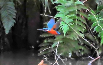 カワセミ 小山田緑地公園 2024年4月7日(日)