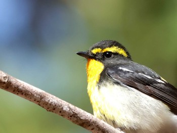 Narcissus Flycatcher Nishioka Park Wed, 5/1/2024