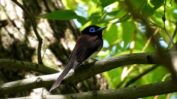 Black Paradise Flycatcher Osaka castle park Fri, 5/10/2024