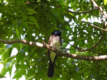 Black Paradise Flycatcher Osaka castle park Fri, 5/10/2024