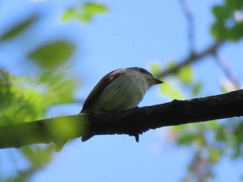 2024年5月10日(金) 多摩川の野鳥観察記録