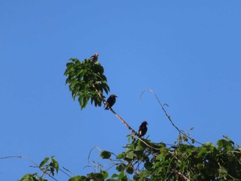 Chestnut-cheeked Starling 多摩川 Fri, 5/10/2024