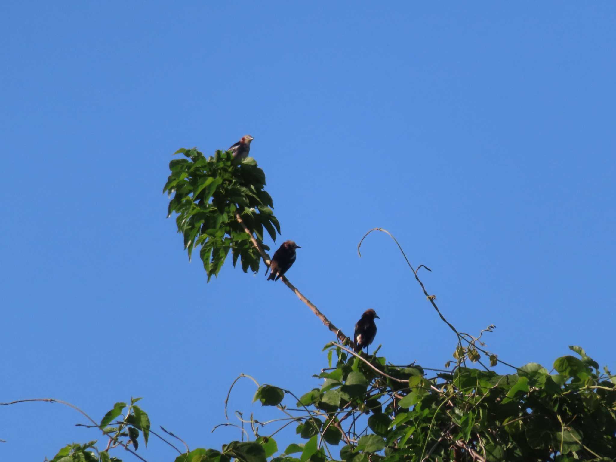 Chestnut-cheeked Starling