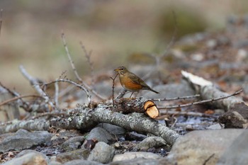 Brown-headed Thrush 長野県 Sun, 4/28/2024