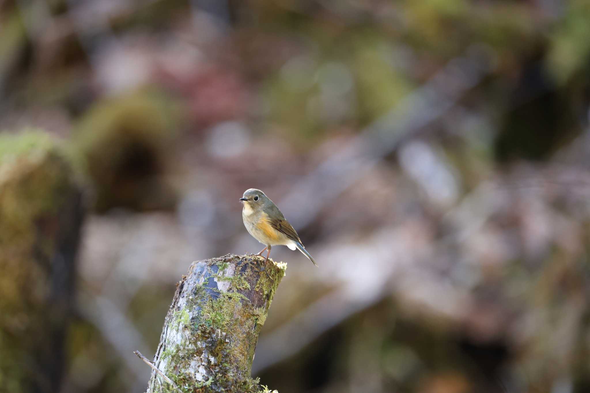 Photo of Red-flanked Bluetail at 長野県 by bobobobo09
