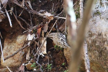 Eurasian Treecreeper 長野県 Sun, 4/28/2024