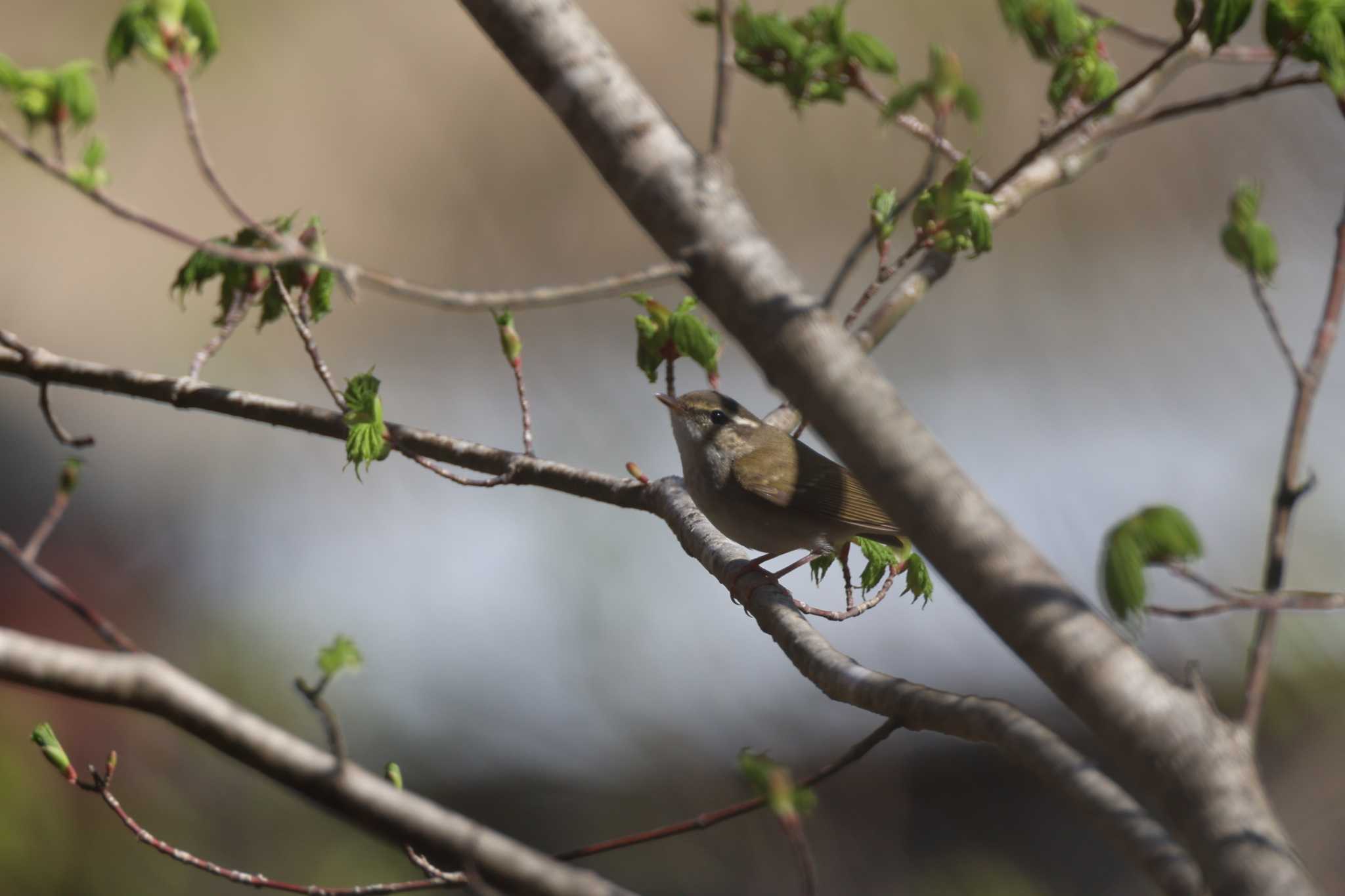 Sakhalin Leaf Warbler