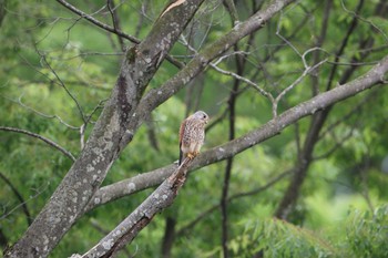 Common Kestrel 東京都多摩地域 Mon, 4/29/2024