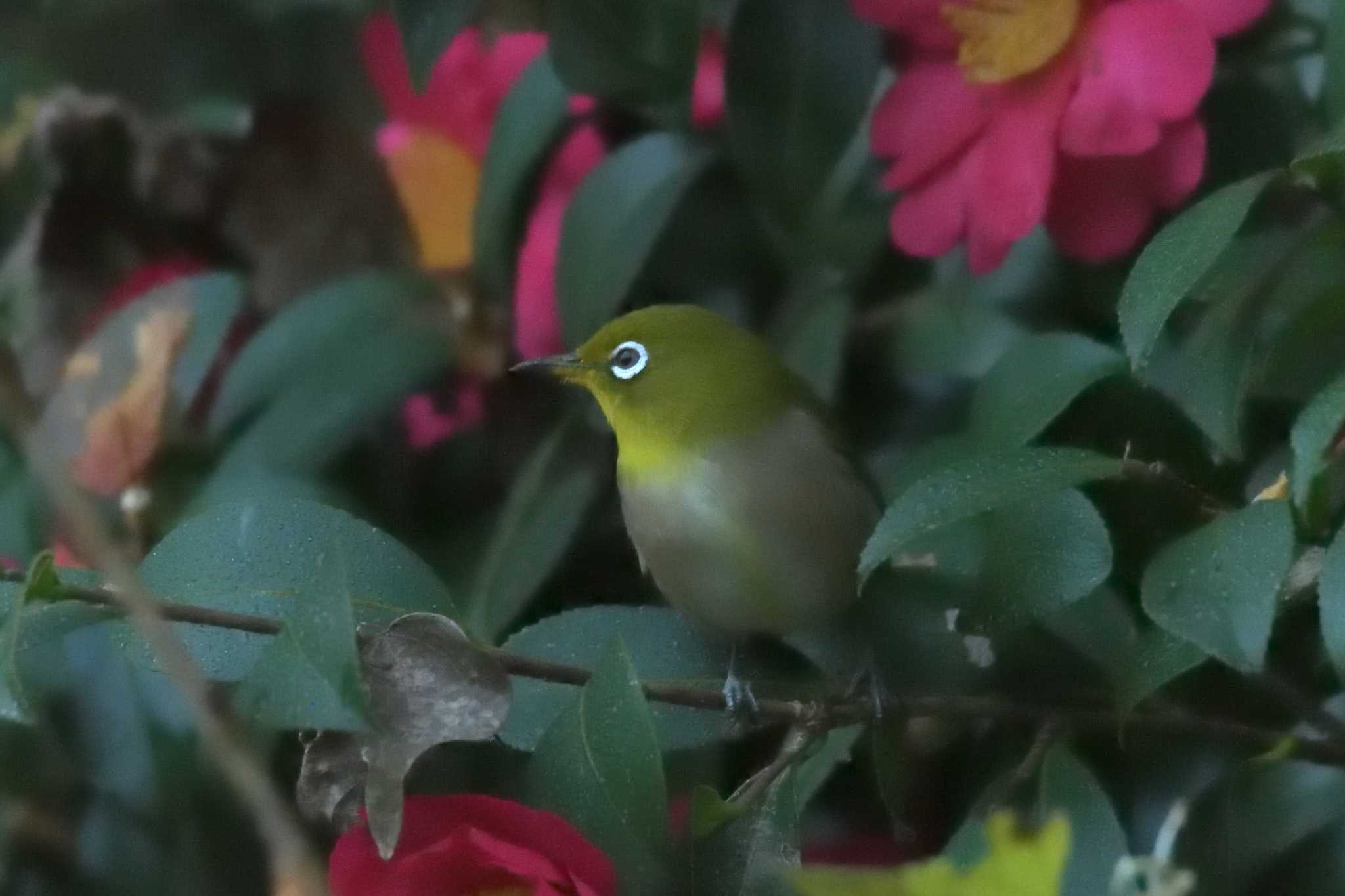 滋賀県甲賀市甲南町創造の森 メジロの写真 by masatsubo