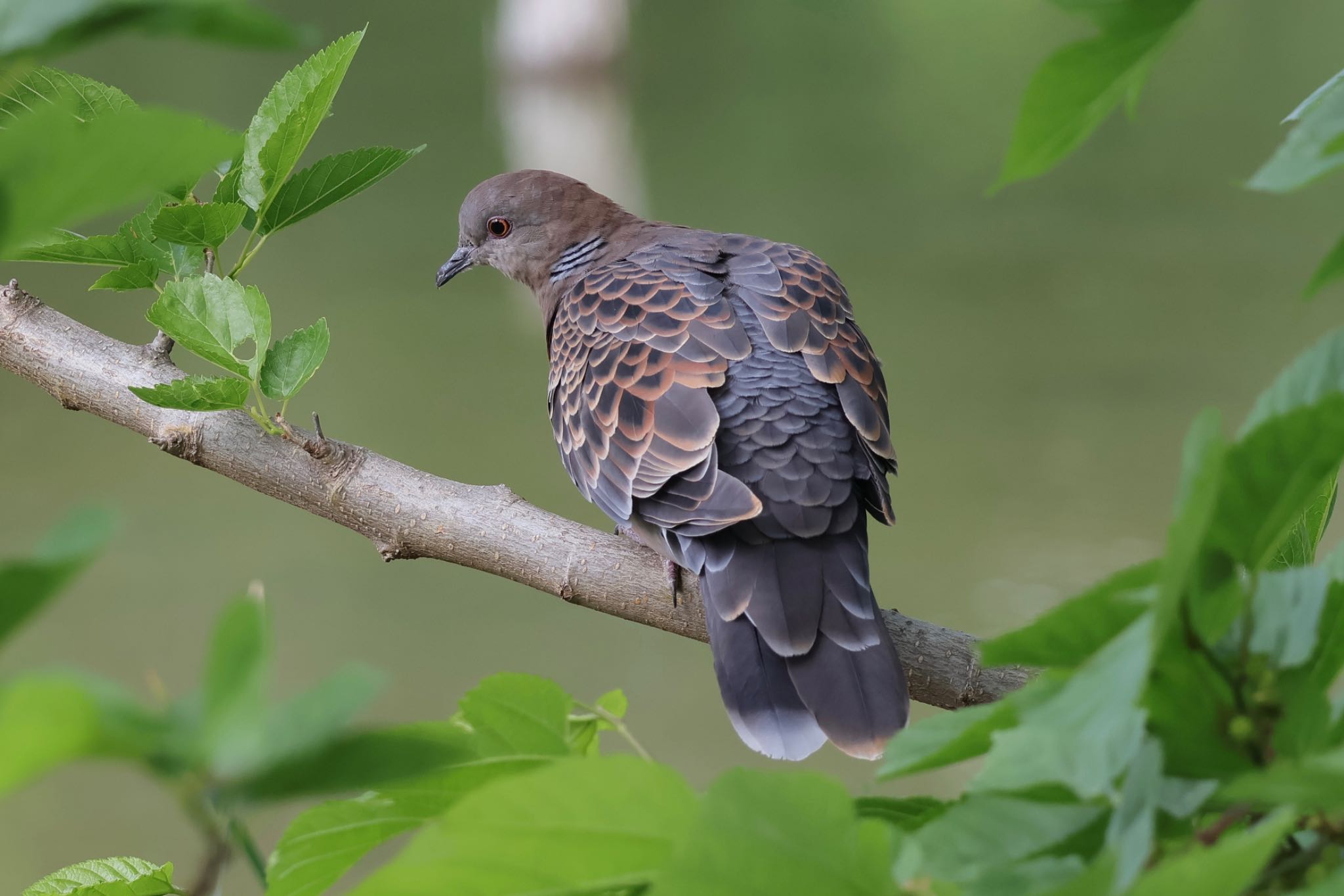 Photo of Oriental Turtle Dove at 近所 by ToriaTama