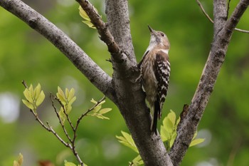 Japanese Pygmy Woodpecker 近所 Fri, 4/26/2024