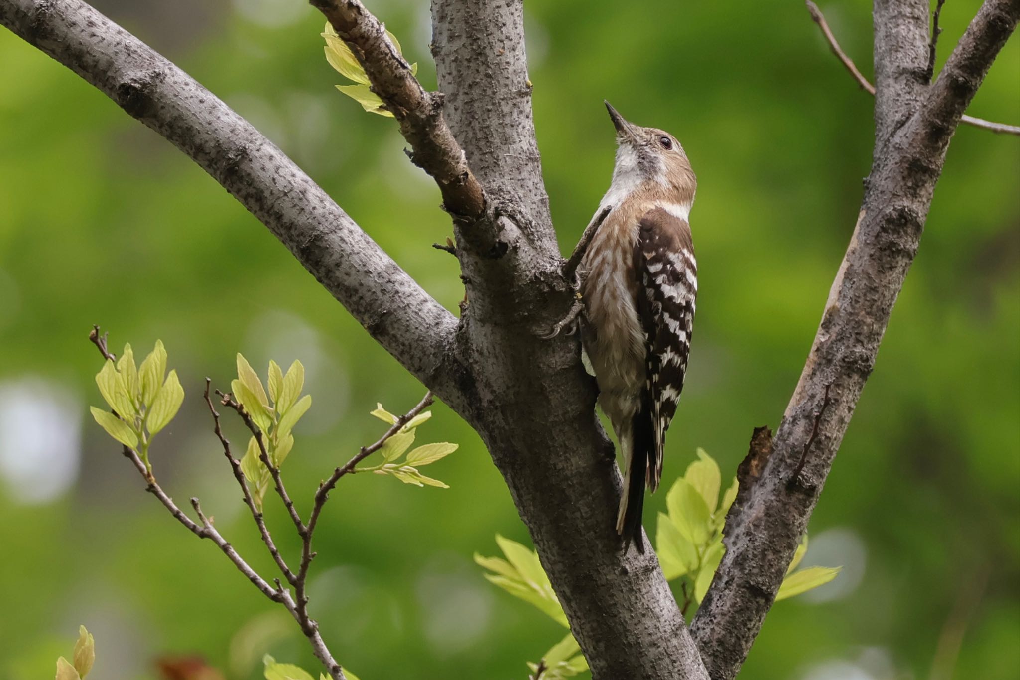 Photo of Japanese Pygmy Woodpecker at 近所 by ToriaTama