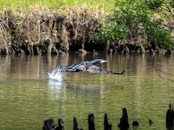 Great Cormorant 科学万博記念公園(茨城県つくば市) Sun, 5/5/2024