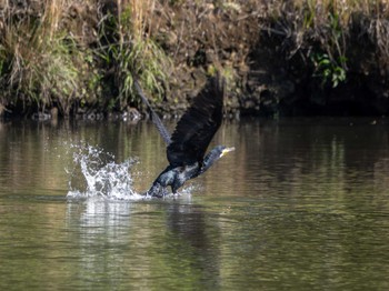 Great Cormorant 科学万博記念公園(茨城県つくば市) Sun, 5/5/2024