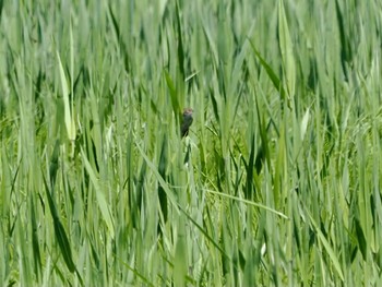 Marsh Grassbird Watarase Yusuichi (Wetland) Sun, 4/28/2024