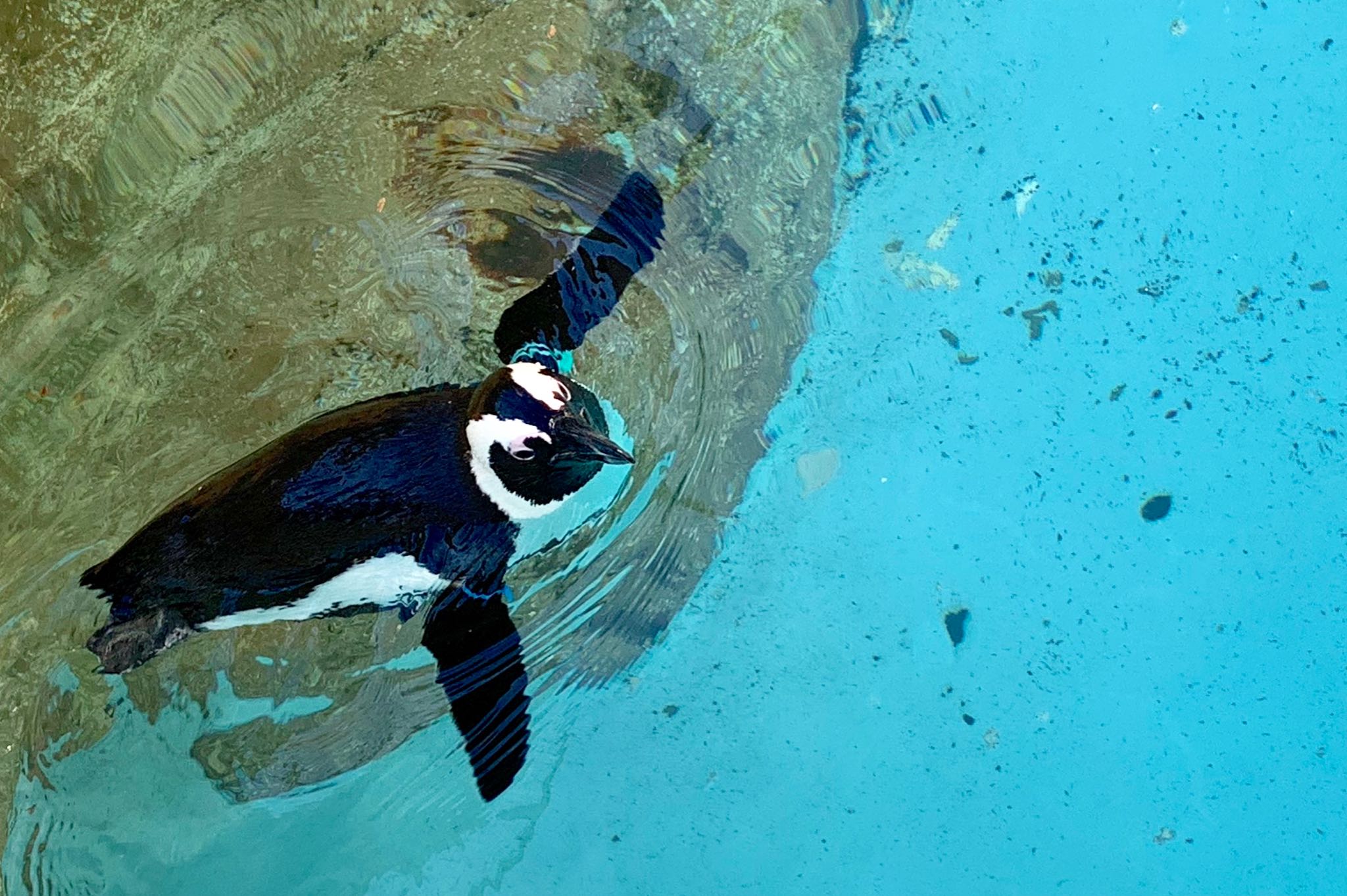 長崎ペンギン水族館 ケープペンギンの写真 by 倶利伽羅