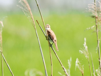 Oriental Reed Warbler Watarase Yusuichi (Wetland) Sun, 4/28/2024