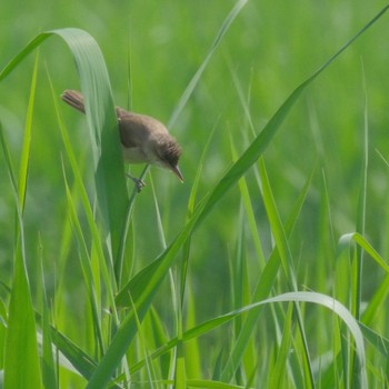 オオヨシキリ 秋ヶ瀬公園 2024年4月29日(月)