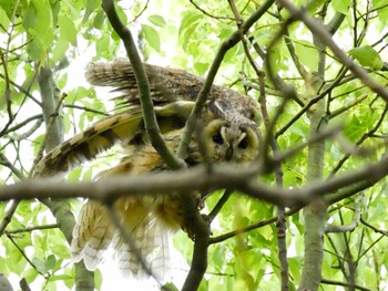 Long-eared Owl Watarase Yusuichi (Wetland) Sun, 4/28/2024