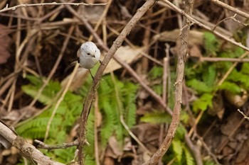 Long-tailed tit(japonicus) 青葉公園(千歳市) Mon, 4/29/2024