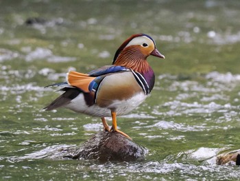 Mandarin Duck 福井緑地(札幌市西区) Fri, 5/10/2024