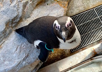 African Penguin 長崎ペンギン水族館 Thu, 1/3/2019