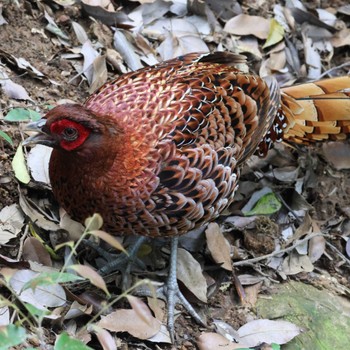 Copper Pheasant 春日井市 Thu, 5/9/2024