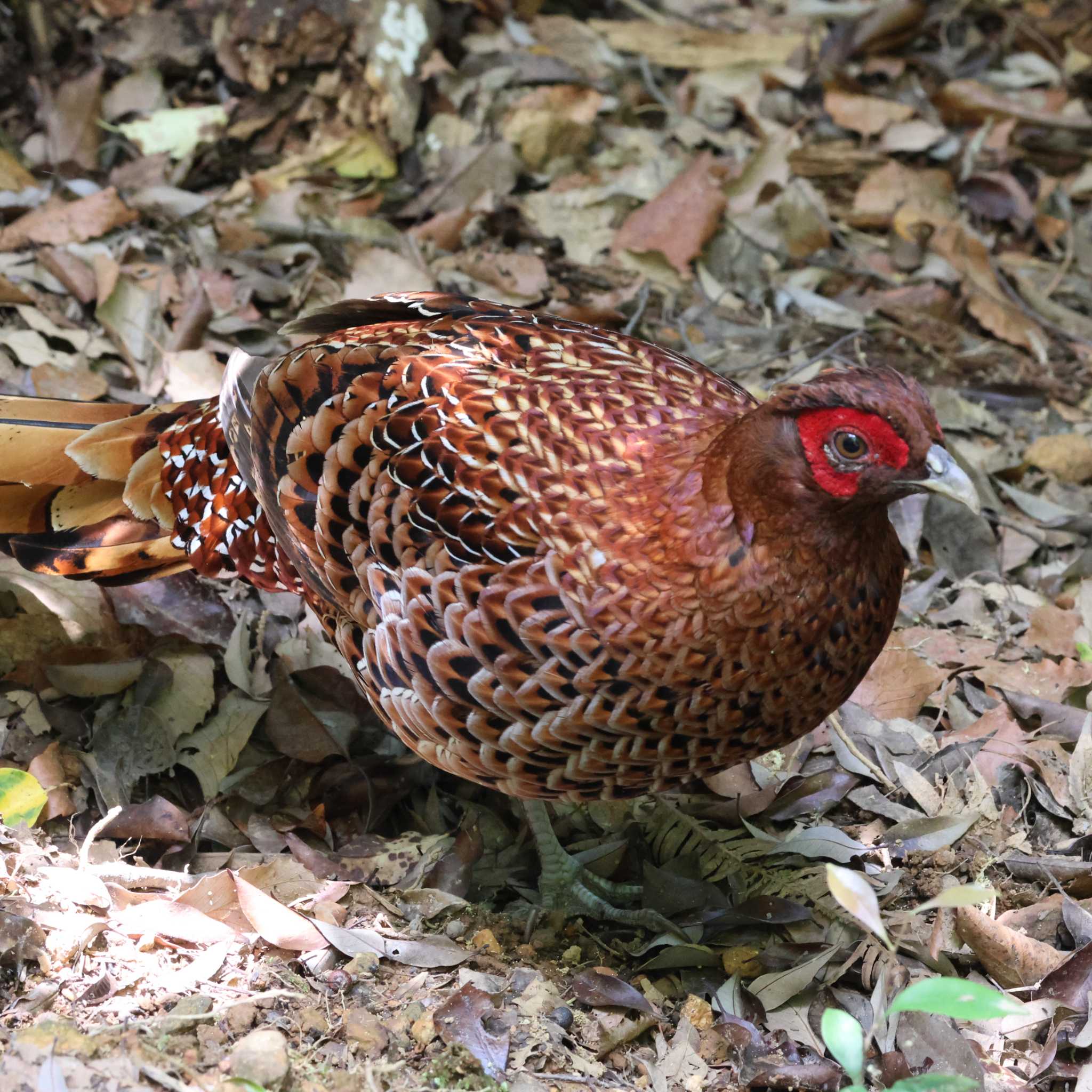 Photo of Copper Pheasant at 春日井市 by OHモリ