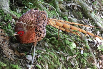 2024年5月9日(木) 春日井市の野鳥観察記録